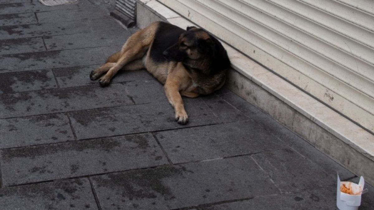 Κωνσταντινούπολη: Ο Μπότσι είναι ο αγαπημένος φίλος όλων