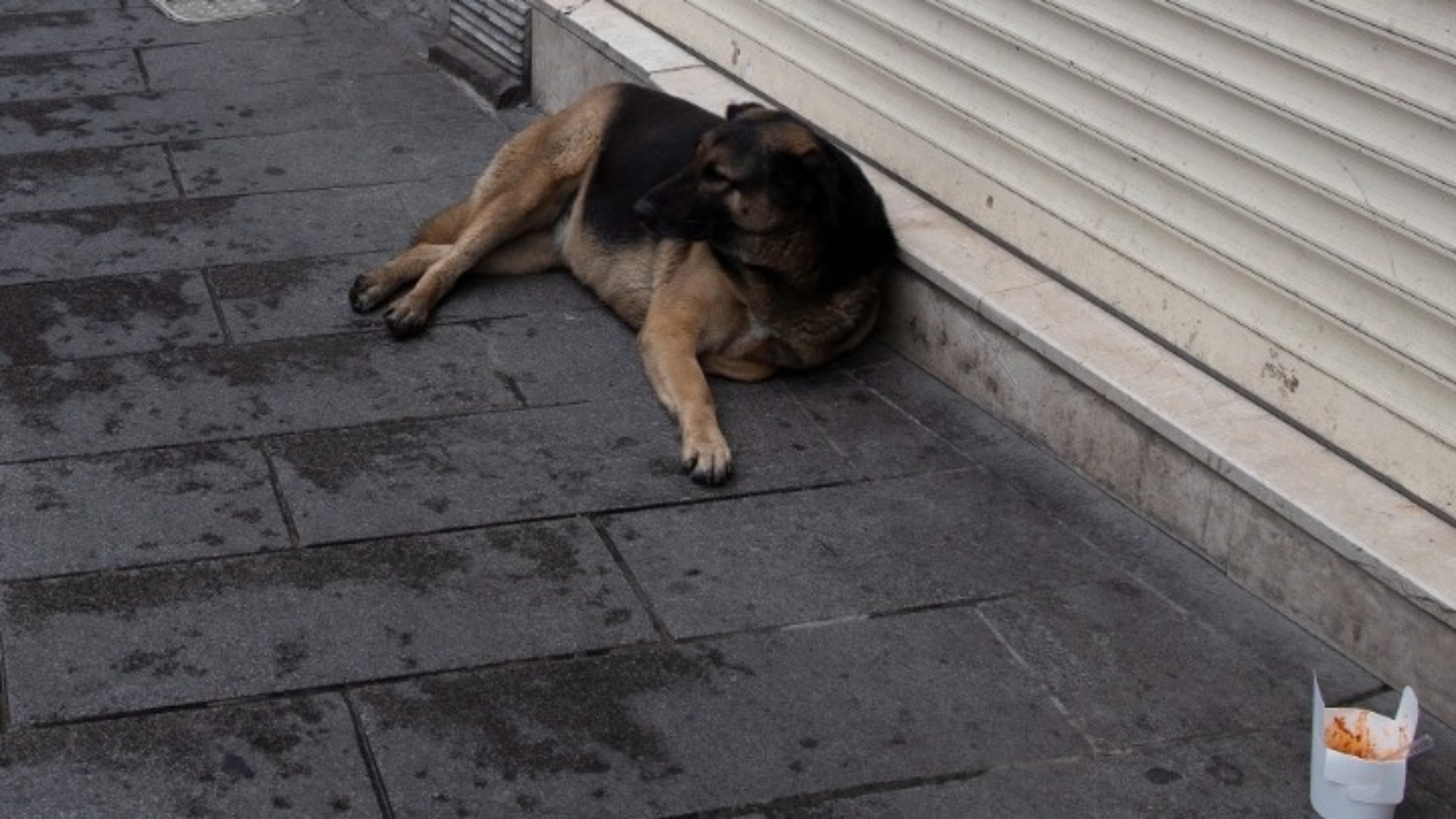 Κωνσταντινούπολη: Ο Μπότσι είναι ο αγαπημένος φίλος όλων