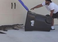 Φλόριντα: Αιχμαλώτισε αλιγάτορα μέσα σε έναν κάδο σκουπιδιών