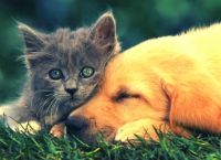 Μπάλλος: Πώς να προφυλάσσετε τα ζώα από τα κύματα κακοκαιρίας