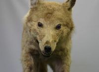 Σκύλος: Που πρωτοεμφανίστηκε ο καλύτερος φίλος του ανθρώπου – Νεα θεωρία