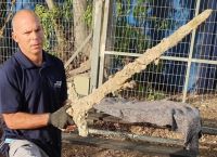 Ισραήλ: Ερασιτέχνης δύτης βρήκε ξίφος 900 ετών από τις Σταυροφορίες