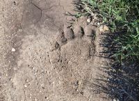 Θεσσαλονίκη: Αρκούδα κατέβηκε στις όχθες του Αξιού