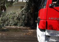 Κακοκαιρία στη Θεσσαλονίκη: Πτώσεις δέντρων σε οχήματα Κακοκαιρία στη Θεσσαλονίκη: Πτώσεις δέντρων σε οχήματα