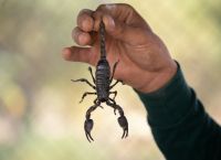 Αίγυπτος: Οι καταιγίδες γέμισαν σκορπιούς δρόμους και σπίτια