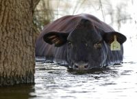 Καναδάς: Αγρότες έσωσαν δεκάδες αγελάδες από τις πλημμύρες