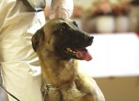 Αυστρία: Οι σκύλοι τoυ στρατού της «μυρίζουν» τον κορωνοϊό