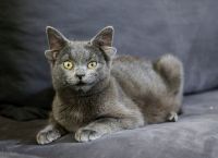 Τουρκία: Η γάτα με τα τέσσερα αυτιά που έγινε viral