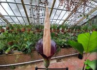 Ολλανδία: Φυτό με σχήμα πέους άνθισε για πρώτη φορά εδώ και 25 χρόνια