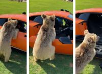 Αρκούδα: Απίστευτο διαλύει Lamborghini