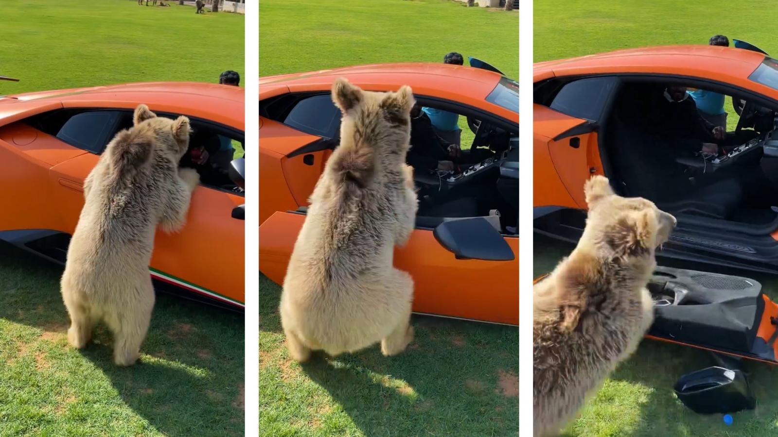 Αρκούδα: Απίστευτο διαλύει Lamborghini