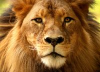 Σιγκαπούρη: Τέσσερα λιοντάρια θετικά στον κορωνοϊό