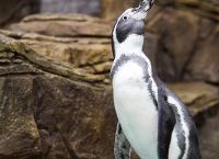 Πιγκουίνος: Ταξίδεψε 3.000 χλμ από την Ανταρκτική στη Νέα Ζηλανδία