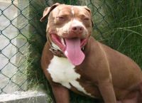 Νίκαια: Πίτμπουλ δάγκωσε δυο αστυνομικούς μετά από εντολή του αφεντικού του