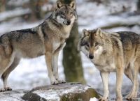 Ελβετία: Οι λύκοι πλησιάζουν υπερβολικά τους ανθρώπους και τους προκαλούν ανησυχία
