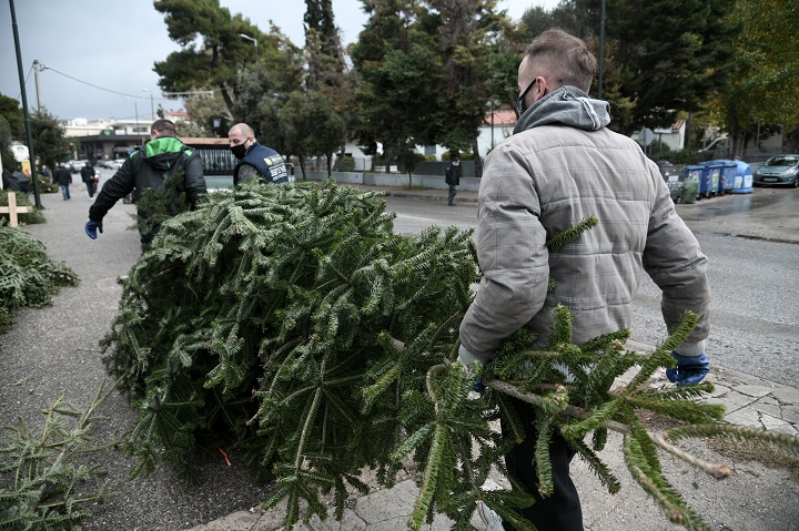 Πώς μπορούν να αξιοποιηθούν τα χριστουγεννιάτικα έλατα μετά τις γιορτές