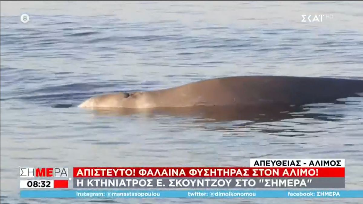 Φάλαινα φυσητήρας: Βρέθηκε τραυματισμένη στον Άλιμο