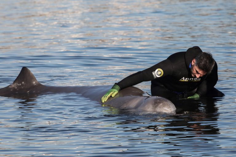 Φάλαινα στον Άλιμο: Μάχη για να σωθεί – Τι έδειξαν οι εξετάσεις