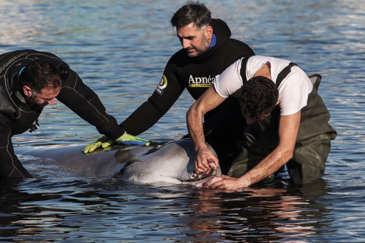 Φάλαινα στον Άλιμο: Μάχη για να σωθεί - Τι έδειξαν οι εξετάσεις | Ειδησεις | Pagenews.gr