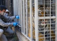 Κορωνοϊός: Εμβολιάζουν άγρια ζώα με πειραματικό εμβόλιο στη Χιλή