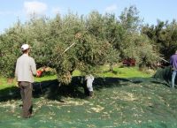 Κακοκαιρία: Μεγάλη ζημιά στην ελαιοπαραγωγή της Κρήτης [vid]