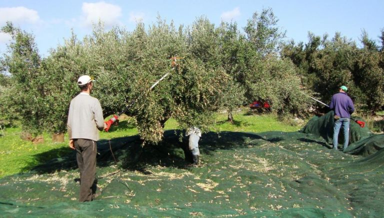 Κακοκαιρία: Μεγάλη ζημιά στην ελαιοπαραγωγή της Κρήτης [vid]