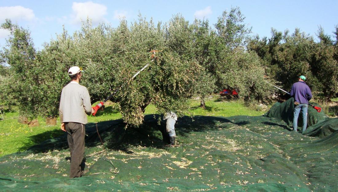 Κακοκαιρία: Μεγάλη ζημιά στην ελαιοπαραγωγή της Κρήτης [vid]