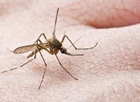Σουηδοί επιστήμονες ανέπτυξαν συνθετικό «αίμα» για να σκοτώνουν τα κουνούπια που μεταφέρουν ελονοσία