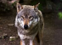 Προσοχή: Τι να κάνετε αν βρεθείτε πρόσωπο με πρόσωπο με λύκο