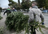 Πώς μπορούν να αξιοποιηθούν τα χριστουγεννιάτικα έλατα μετά τις γιορτές