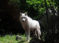 Λύκος στον Διόνυσο: Κατασπάραξε δύο σκυλιά – Τι είναι ο μονόλυκος Λύκος στον Διόνυσο: Κατασπάραξε δύο σκυλιά – Τι είναι ο μονόλυκος