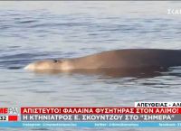 Φάλαινα φυσητήρας: Βρέθηκε τραυματισμένη στον Άλιμο