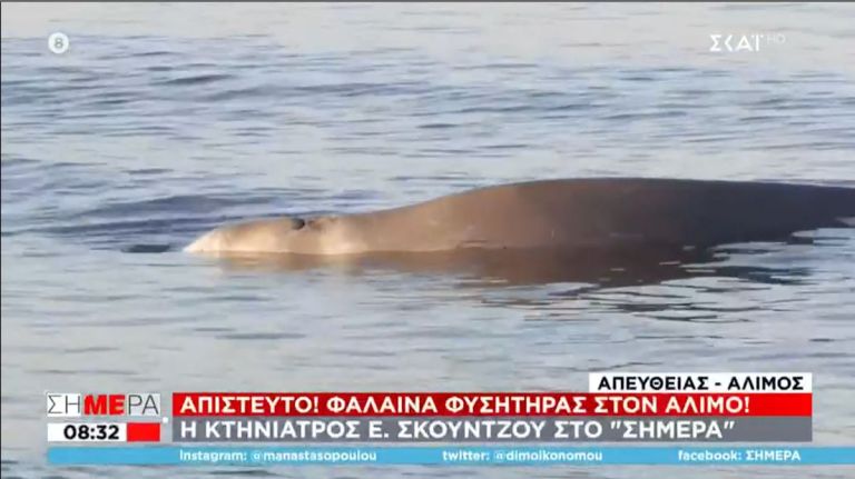 Φάλαινα φυσητήρας: Βρέθηκε τραυματισμένη στον Άλιμο