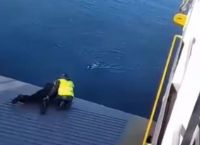Σαλαμίνα: Καρέ καρέ η δραματική διάσωση σκύλου που έπεσε στη θάλασσα