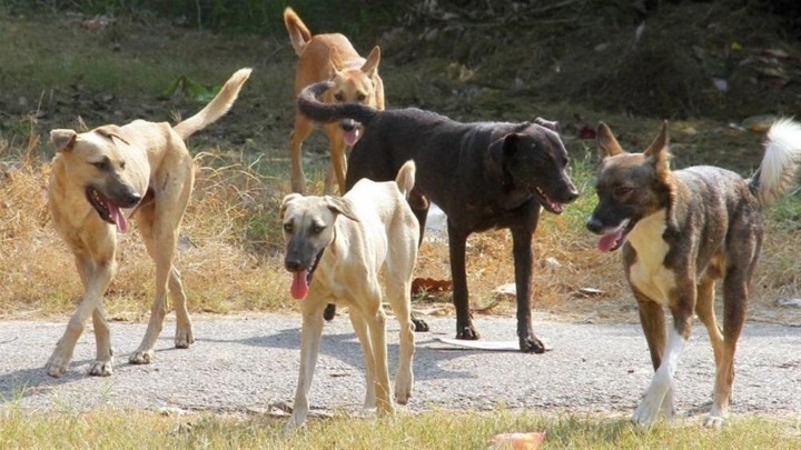 Πανεπιστήμιο Πατρών: Τρόμος από επιθέσεις αδέσποτων σε φοιτητές