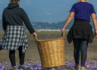 Μουσείο Κρόκου στην Κοζάνη: Ένα όνειρο δεκαετιών των καλλιεργητών του μοναδικού φυτού