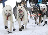 Με ένα νεύμα στην κλιματική αλλαγή, το Iditarod της Αλάσκας σηματοδοτεί την 50ή του χρονιά