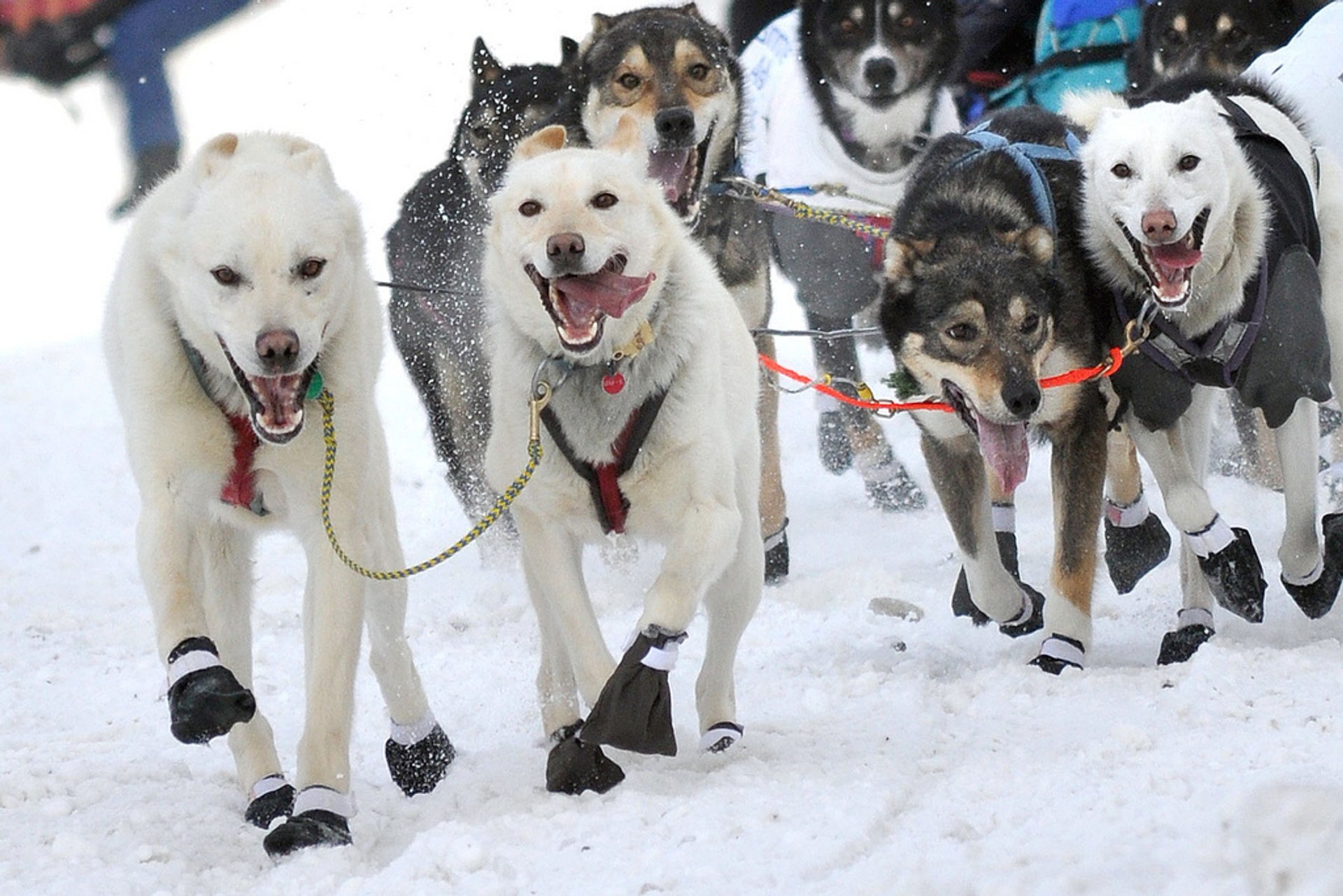 Με ένα νεύμα στην κλιματική αλλαγή, το Iditarod της Αλάσκας σηματοδοτεί την 50ή του χρονιά