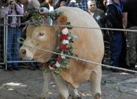 The Lesvos bull: An Agios Haralambos Church tradition with the Buphonia The Lesvos bull: An Agios Haralambos Church tradition with the Buphonia