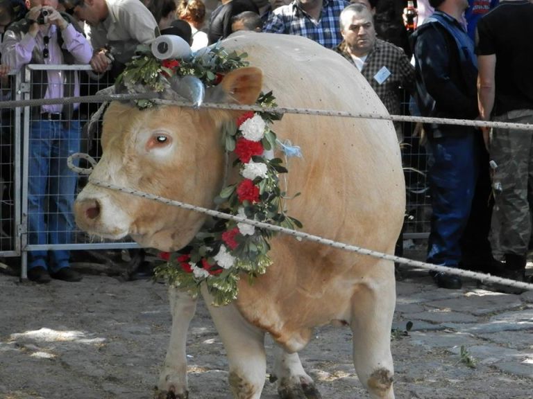 The Lesvos bull: An Agios Haralambos Church tradition with the Buphonia