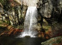 Campaign for virgin forest to be added to UNESCO list Campaign for virgin forest to be added to UNESCO list