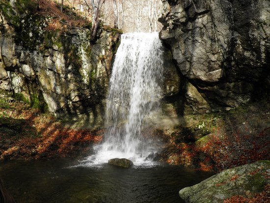 Campaign for virgin forest to be added to UNESCO list