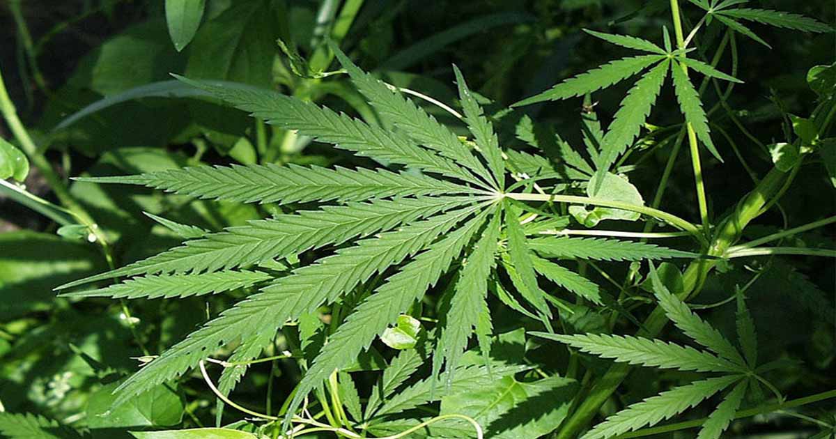 Έρευνα: “Ναι στη κάνναβη” λέει η μισή Ευρώπη