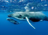 Dead whale washed ashore on the island of Rhodes