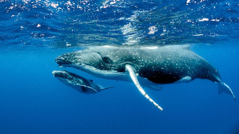 Dead whale washed ashore on the island of Rhodes