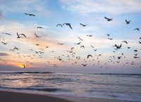 30 million migratory birds stop on the islands os Greece 30 million migratory birds stop on the islands os Greece