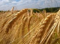 Εισβολή στην Ουκρανία: Η κυβέρνηση κατηγορεί την Ρωσία ότι έκλεψε 400.000 τόνους σιτηρών