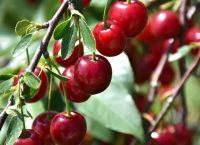 SweetBiOmics: Μελέτη εστιάζει στην ανάπτυξη νέων υβριδίων με βελτιωμένα χαρακτηριστικά