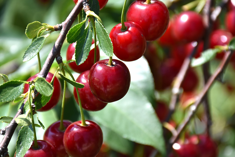 SweetBiOmics: Μελέτη εστιάζει στην ανάπτυξη νέων υβριδίων με βελτιωμένα χαρακτηριστικά