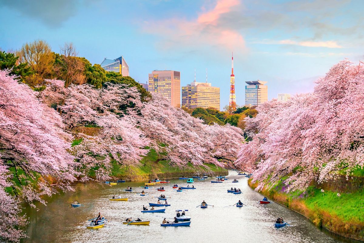 Ιαπωνία: Πρόωρη άνθησή των διάσημων φυτών Sakura, έχει προκαλέσει η κλιματική αλλαγή